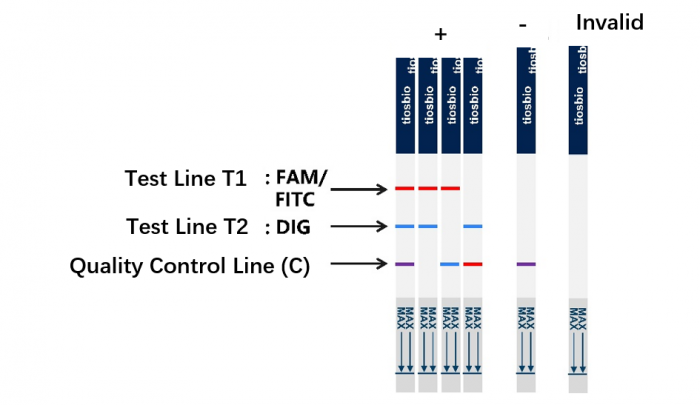 The interpretation of the color development results of different detection lines and quality control lines of JY0308