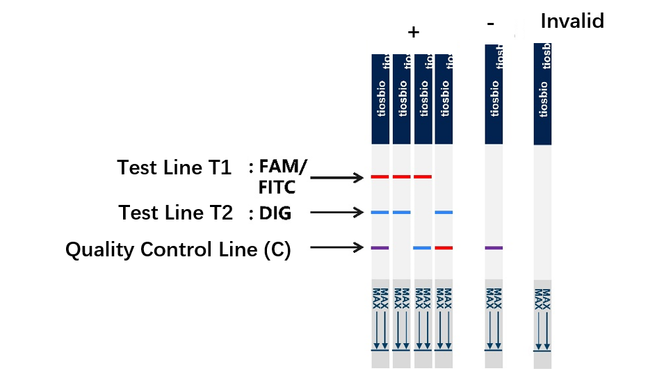Tiosbio's two new CRISPR dualtarget nucleic acid detection test strips